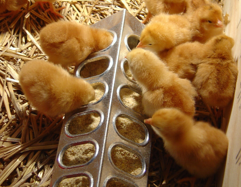 treats-for-baby-chicks-can-be-fun-and-nutritious-backyard-poultry